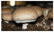 A representative image of the white button (Agaricus bisporus) mushroom.