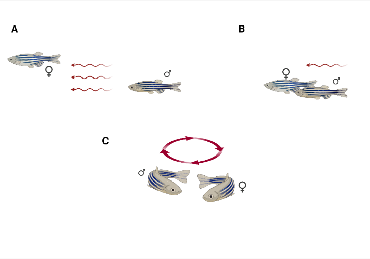 Illustration of spawning behaviour in male (♂) and female (♀) zebrafish