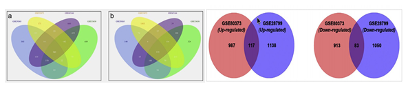 The Venn diagram of the DEGs in the differentially expressed gene datasets resenting DEGs up-regulated and down-regulated [1,8].