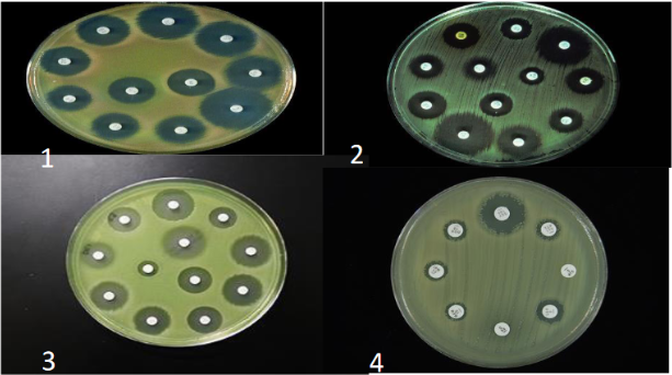  Image of antibiotic sensitivty test for iolated bacteria; 1. Ps. aeruginosa, 2. Enterobacter sp., 3. Klebsiella sp. and 4. Bacillus sp.