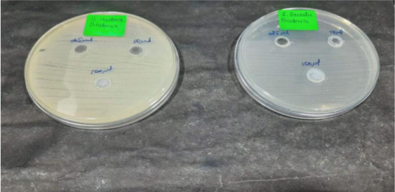 Agar diffusion plates containing S. mutans and E. Faecalis with different concentrations of Biodentine.